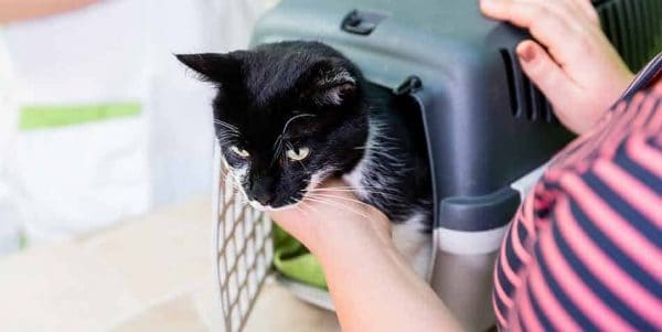 veterinary hospital Lake Echo NS