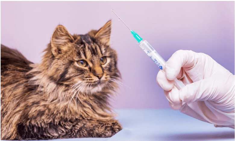 Veterinarians Cornelius NC