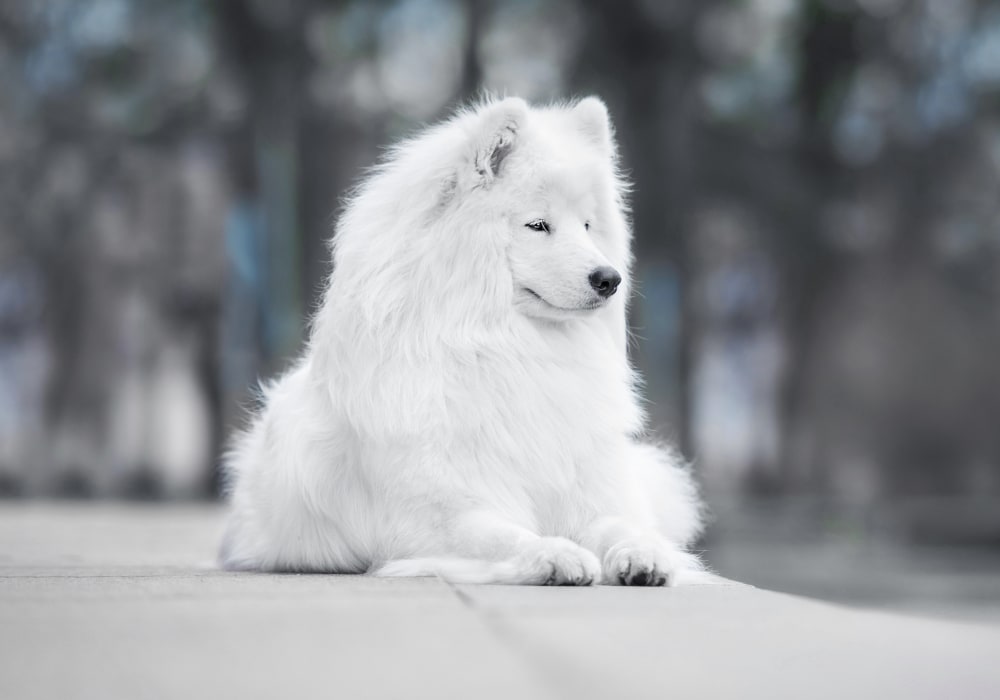 Veterinarian Omaha, NE