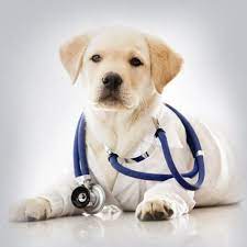 Veterinarian Omaha NE