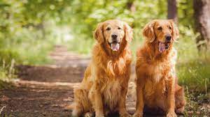 animal hospital Smyrna GA