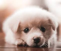 Veterinarians Calistoga CA