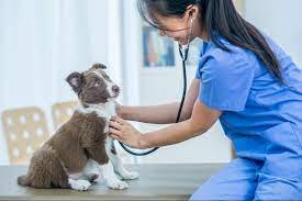Pet clinic Holly Bellevue WA