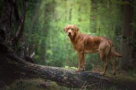 Veterinarian Merrillville IN