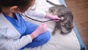 Pet clinic Holly Boulder CO