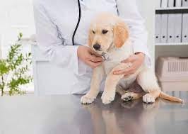 Veterinary clinic Dunedin FL