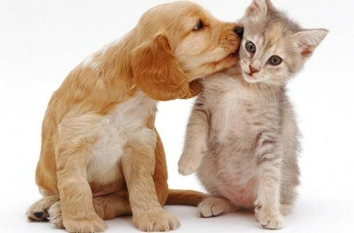 Pet clinic Richmond IN