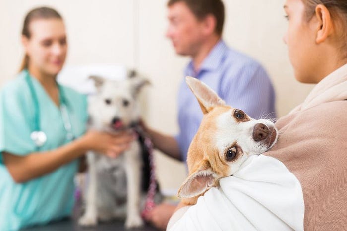 Veterinarian Holly Springs MS,